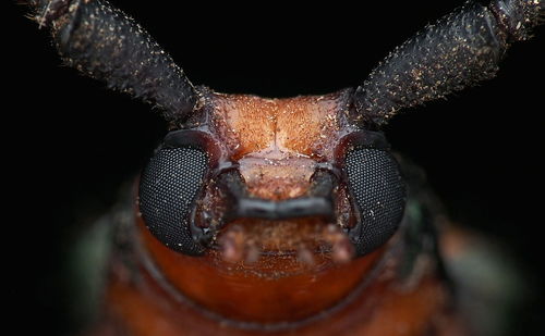 Close-up of insect