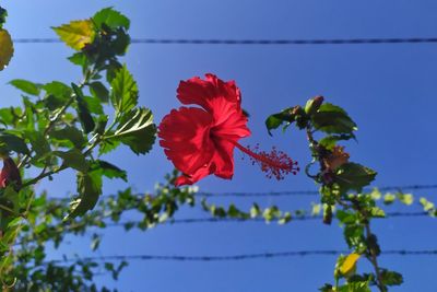 Low angle view of red flowering plant against blue sky