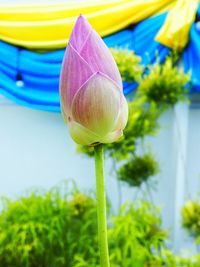 Close-up of purple lotus water lily