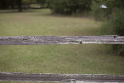 View of bird on wooden fence