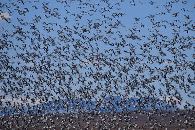 Snow geese stopping on freezeout lake in montana to rest, heading to canada.