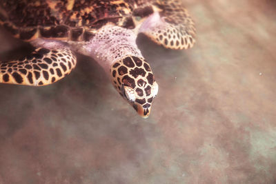 Turtle living in the nursery. horizontal photo