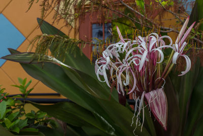 Close-up of flowers blooming outdoors