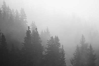 Pine trees in forest during winter