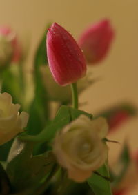 Close-up of red flowers