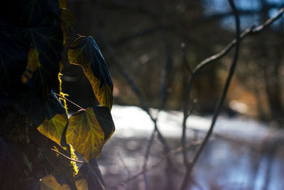 Close-up of leaf on snow covered land