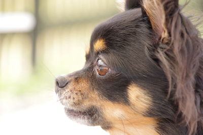 Close-up of dog looking away