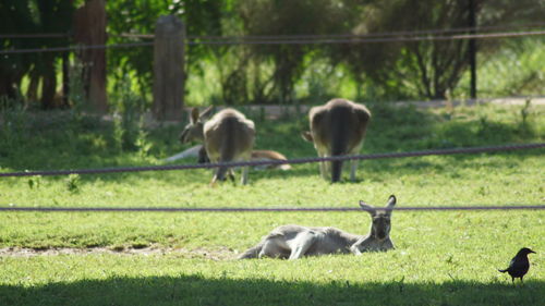 Sheep grazing on field