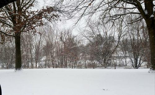 Bare trees against sky during winter