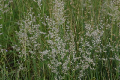 Close-up of flowering plants on land