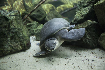 Close-up of turtle on rock