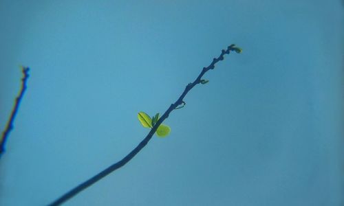 Low angle view of plant branch against clear blue sky