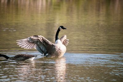 Birds in a lake