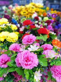 Close-up of multi colored flowers blooming outdoors