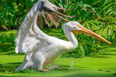 Side view of a bird in water