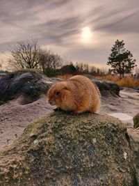 View of squirrel on rock