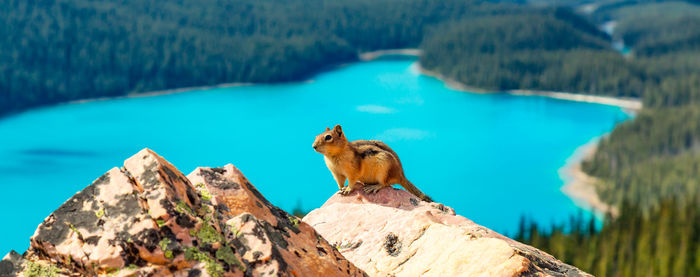 Low angle view of squirrel on rock