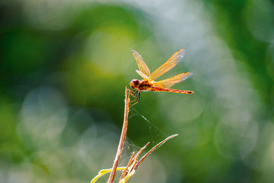 Close-up of insect