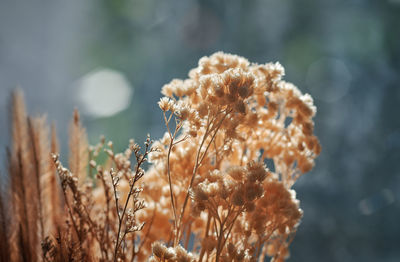 Close-up view of the bunch of dry flowers