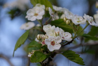 Close-up of white cherry blossoms