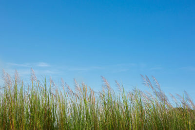 Scenic view of field against blue sky