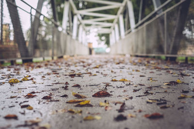 Surface level of footbridge with fallen leaves