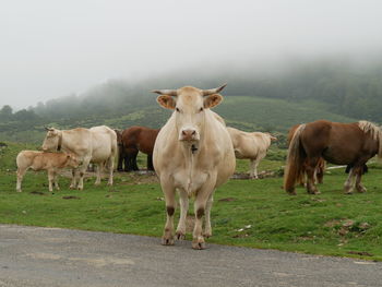 Cows on field