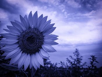 Close-up of purple flower blooming against sky