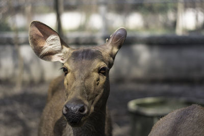 Close-up portrait of deer