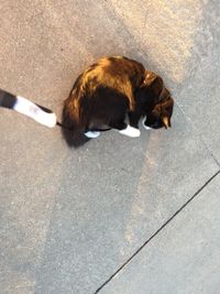 High angle view of dog sleeping