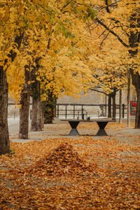 Trees in park during autumn