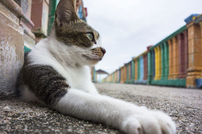 Close-up of stray cat resting on street against sky