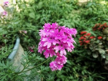 Close-up of pink flowers blooming outdoors