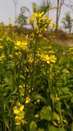Close-up of yellow flowers on field