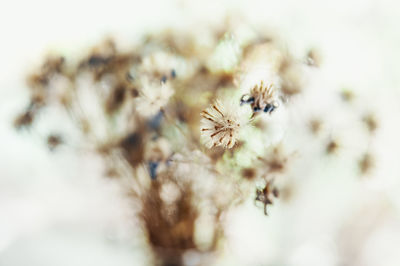 Close-up of white flowering plant