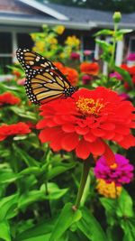 Close-up of butterfly pollinating on flower