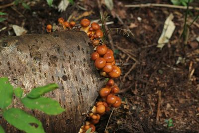 Close-up of orange fruit on field