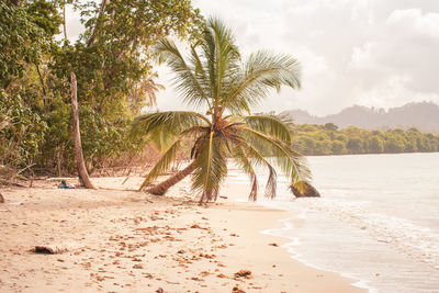 Palm trees on beach against sky