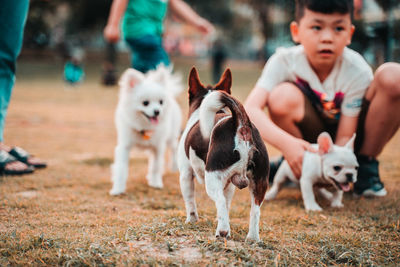 Dogs on field