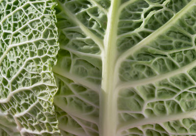 Full frame shot of cabbage
