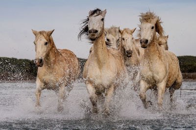 Camargue horses running in lake