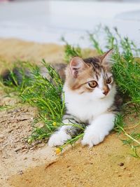 Close-up of cat on field 