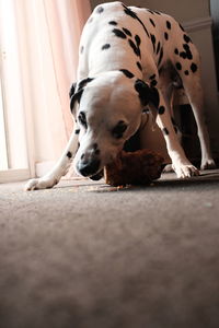 animal