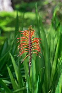 Close-up of fresh red flower on field