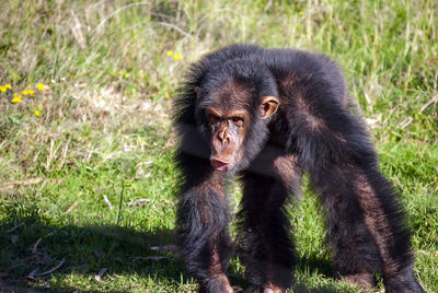 Chimpanzee  in south africa