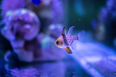 Fish swimming in sea