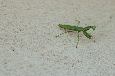 Close-up of insect