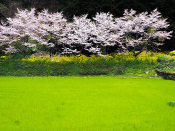 View of flowering trees on field