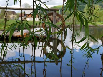 Close-up of plants against lake