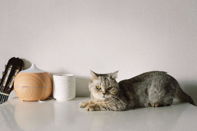 Close-up of cat sitting on table